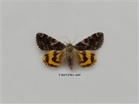 藏品(夜蛾384)的圖片